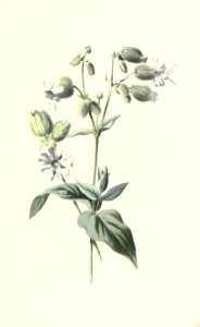 familiarwildflow04_0026
