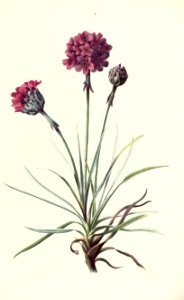 familiarwildflow04_0025