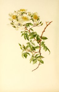 genusrosa1_0007