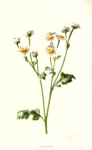 familiarwildflow04_0024