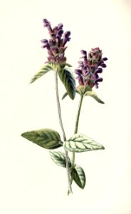 familiarwildflow04_0021