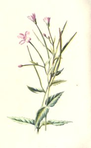 familiarwildflow04_0023