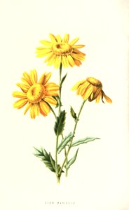 familiarwildflow04_0020