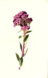 familiarwildflow04_0015