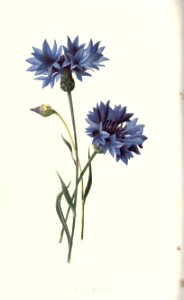 familiarwildflow04_0013