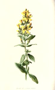 familiarwildflow04_0012