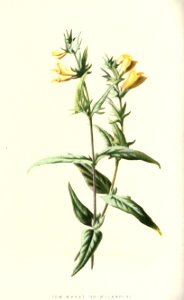 familiarwildflow04_0014
