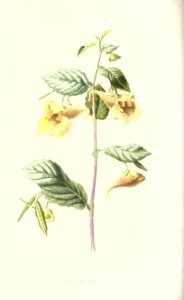 familiarwildflow04_0008