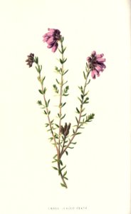 familiarwildflow04_0007