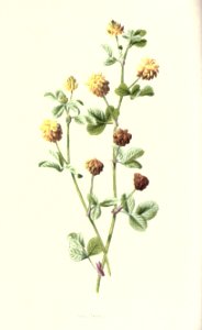familiarwildflow04_0006