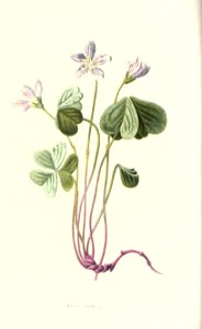 familiarwildflow04_0004
