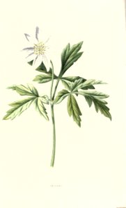 familiarwildflow04_0002