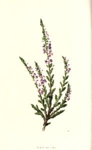 familiarwildflow04_0005