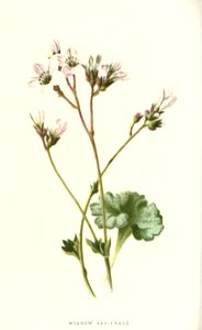 familiarwildflow04_0016