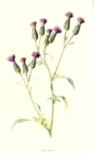 familiarwildflow04_0003