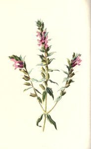 familiarwildflow04_0009