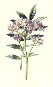 Familiarwildflowers03_veronica-decor.blogspot.com_0040