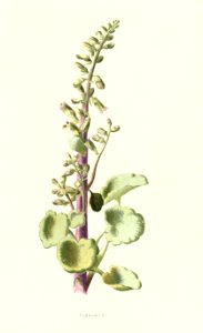 Familiarwildflowers03_veronica-decor.blogspot.com_0038