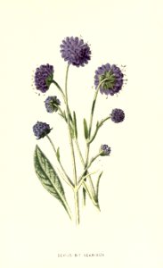 Familiarwildflowers03_veronica-decor.blogspot.com_0037
