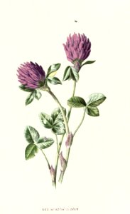 Familiarwildflowers03_veronica-decor.blogspot.com_0035