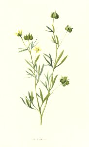 Familiarwildflowers03_veronica-decor.blogspot.com_0034
