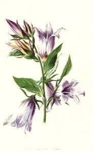 Familiarwildflowers03_veronica-decor.blogspot.com_0033