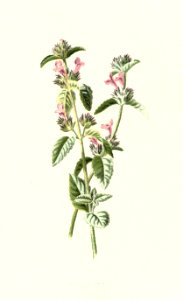 Familiarwildflowers03_veronica-decor.blogspot.com_0028