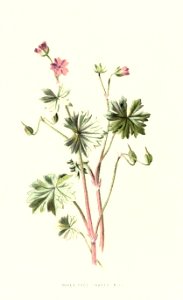 Familiarwildflowers03_veronica-decor.blogspot.com_0029