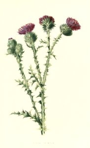 Familiarwildflowers03_veronica-decor.blogspot.com_0024