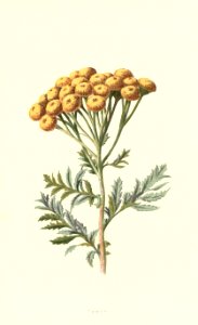 Familiarwildflowers03_veronica-decor.blogspot.com_0019