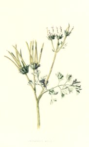 Familiarwildflowers03_veronica-decor.blogspot.com_0022