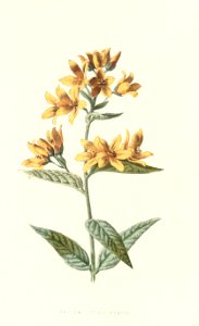 Familiarwildflowers03_veronica-decor.blogspot.com_0018