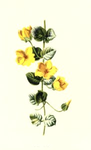 Familiarwildflowers03_veronica-decor.blogspot.com_0015
