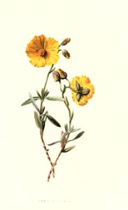 Familiarwildflowers03_veronica-decor.blogspot.com_0014