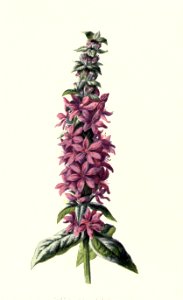 Familiarwildflowers03_veronica-decor.blogspot.com_0011