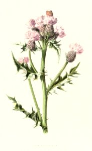 Familiarwildflowers03_veronica-decor.blogspot.com_0030