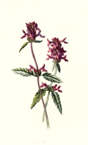 Familiarwildflowers03_veronica-decor.blogspot.com_0013