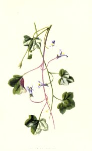 Familiarwildflowers03_veronica-decor.blogspot.com_0012
