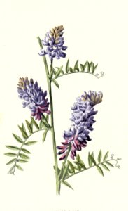 Familiarwildflowers03_veronica-decor.blogspot.com_0009