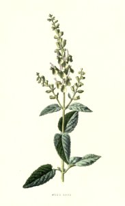 Familiarwildflowers03_veronica-decor.blogspot.com_0008