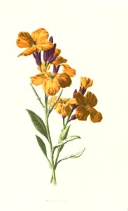 Familiarwildflowers03_veronica-decor.blogspot.com_0005