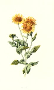 Familiarwildflowers03_veronica-decor.blogspot.com_0010