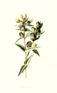 Familiarwildflowers03_veronica-decor.blogspot.com_0027