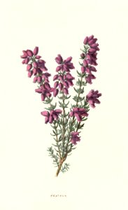 Familiarwildflowers03_veronica-decor.blogspot.com_0007