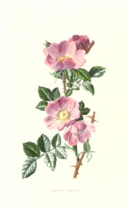 Familiarwildflowers03_veronica-decor.blogspot.com_0001