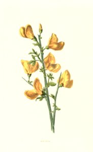 Familiarwildflowers03_veronica-decor.blogspot.com_0002
