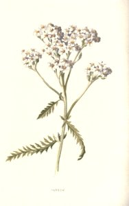 Familiarwildflowers02_veronica-decor.blogspot.com_0036