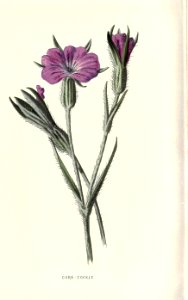 Familiarwildflowers02_veronica-decor.blogspot.com_0032