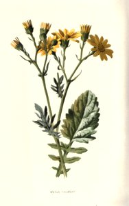 Familiarwildflowers02_veronica-decor.blogspot.com_0030
