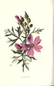 Familiarwildflowers02_veronica-decor.blogspot.com_0025